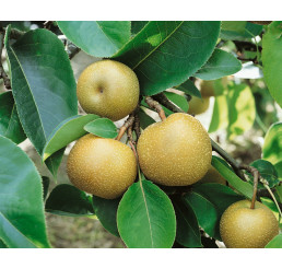 Pyrus communis ´Nashi Hosui´ / Hrušeň asijská, hr.planá, C2140/160, C7