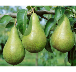 Pyrus communis ´Konference´ / Hrušeň podzimní, kdouloň