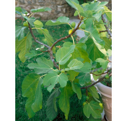 Ficus carica ´Dotato´ / Fíkovník smokvoň, 20-30 cm, K9