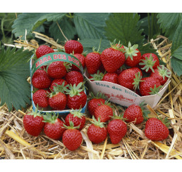 Fragaria ananassa ´Mara de bois´ / Stáleplodící jahodník, bal. 6 ks, 6xK7