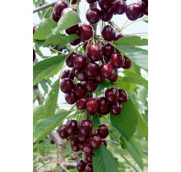 Prunus avium ´Kordia´ / Třešeň, C7, Gisela