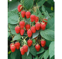 Rubus idaeus ´Tulameen´ / Malina červená, 50-60 cm, C2
