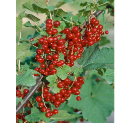 Ribes rubrum ´Trent´ / Rybíz červený, stromek, 4-5 výh. ryb.zl.