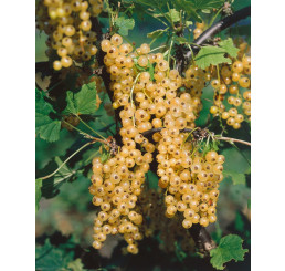 Ribes rubrum ´Primus´ / Rybíz bílý, keř, 4-5 výh.