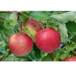 Malus domestica ´Pinova´ / Jabloň zimní, MM111