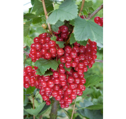 Ribes rubrum ´Detvan´ / Rybíz červený, stromek, ryb. zl