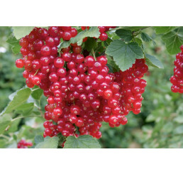 Ribes rubrum ´Red Lake´ / Rybíz červený, stromek, K12
