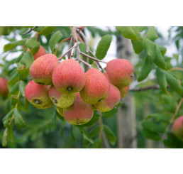Sorbus domestica / Oskeruše, 80-100 cm, C3,5