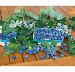Vaccinium corymb. ´Patriot´ / Kanadská borůvka, 30-40 cm, C3