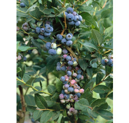 Vaccinium corymb. ´Brigitta Blue´ / Kanadská borůvka, 30-40 cm, K11