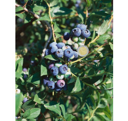 Vaccinium corymb. ´Darrow´ / Kanadská borůvka, 40-60 cm, K17