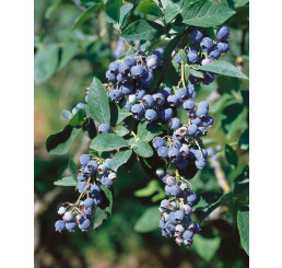 Vaccinium corymbosum ´Eliot´ / Kanadská borůvka, K12