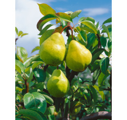 Pyrus communis ´Williamsova´ / Hrušeň letní, hr. planá
