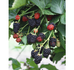 Rubus fruticosus ´Black Satin´ / Ostružina beztrná, K11