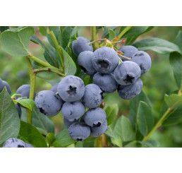 Vaccinium corymb. ´Nelson´ / Kanadská borůvka, 30-40 cm, K11