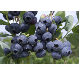 Vaccinium corymb. ´Hannah´s Choice´ / Kanadská borůvka, 100/120, K17