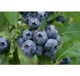 Vaccinium corymb. ´Bluecrop´ / Kanadská borůvka, 80/100, C5
