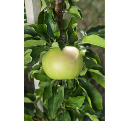 Malus Ballerina ´GOLDCATS´ / Sloupovitá jabloň, VK, MM111