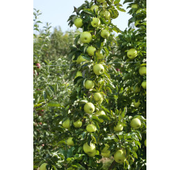 Malus Ballerina ´GOLDCATS´ / Sloupovitá jabloň, VK, MM111