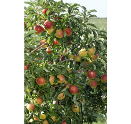 Malus domestica ´Pinova´ / Jabloň zimní, M9