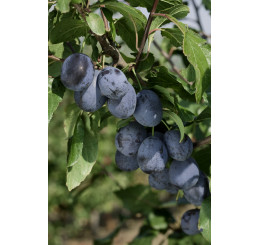 Prunus domestica ´Čačanská Lepotica´ / Slivoň letní, myr.