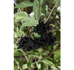 Sambucus nigra ´Haschberg´ / Bez černý, 30-40 cm, K12