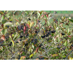 Aronia melanocarpa ´Nero´ / Temnoplodec černoplodý, 30-50 cm, K11