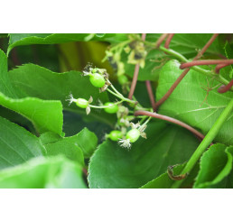 Actinidia arguta  / Opylovač,80-100 cm vyv., K11, samčí r.