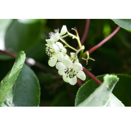 Actinidia arguta ´Male´ / Drobnoplodé kiwi, K9, samčí r.