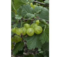 Ribes grossularia ´Invicta´/ Angrešt bílý rezistentní, stromek, ryb.zl. 4-5 výh. 