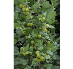Ribes grossularia ´Hinnonmaki Grün´ / Angrešt zelený rezistentní, stromek