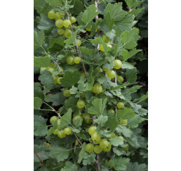 Ribes grossularia ´Invicta´/ Angrešt bílý rezistentní, stromek, ryb.zl. 4-5 výh.
