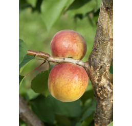 Prunus armeniaca ´Veľkopavlovická´ / Meruňka středně raná, St. Julien A středně rost.