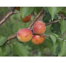 Prunus armeniaca ´Maďarská´ / Meruňka středně raná, Wawit, 100/120 cm, C5