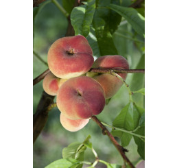 Prunus persica ´Saturn´ / Broskvoň zploštělá, br.sem.