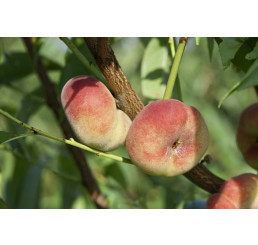 Prunus persica ´Saturn´ / Broskvoň zploštělá, br.sem.
