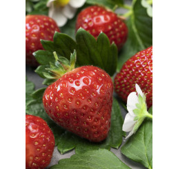 Fragaria ananassa ´Aromas´ / Stáleplodící jahodník, bal. 6 ks, 6xK7
