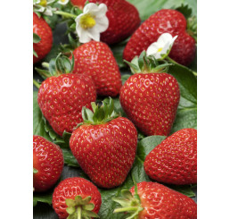 Fragaria ananassa ´Florence´ / Jahodník pozdní, bal. 6 ks, 6xK7