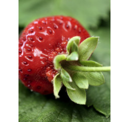 Fragaria ananassa ´Induka´ / Středně raná jahoda, bal. 6 ks, 6xK7