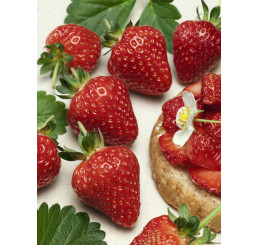 Fragaria ananassa ´Symphony´ / Jahodník pozdní, bal. 10 ks, VK