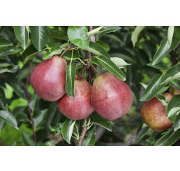 Pyrus communis ´Williamsova červená´ / Hrušeň letní, hr. planá