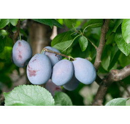 Prunus domestica  ´Jojo´ / Slivoň podzimní rezistentní, wangen., Wavit