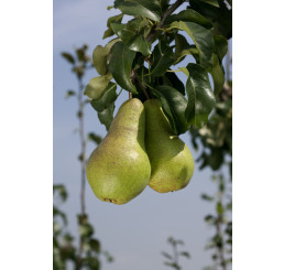 Pyrus communis ´Concorde´ / Hrušeň zimní sloupovitá, Kirchensaller