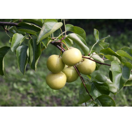 Pyrus communis ´Nashi Nijiseiki´ / Hrušeň asijská, hr. planá