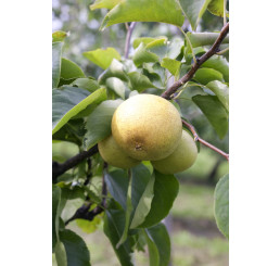 Pyrus communis ´Nashi Nijiseiki´ / Hrušeň asijská, hr. planá