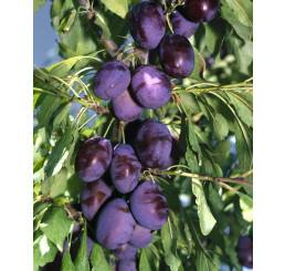 Prunus domestica ´Čačanská Najbolja´ / Slivoň, wangen.