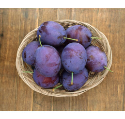 Prunus domestica ´Stanley´ / Slivoň podzimní velkoplodá, myr.