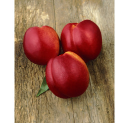 Prunus persica ´Fantasia´ / Nektarinka, sem.
