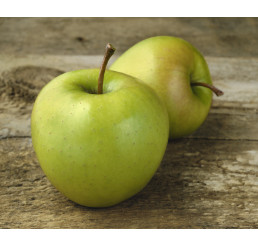 Malus domestica ´Golden Delicious´ / Jabloň zimní, M26