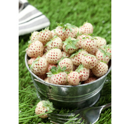 Fragaria ´White Pine´ / Ananásojahodník, bal. 2 ks, I.